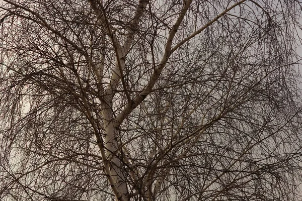 灰色の空に細い裸の枝を持つ白樺の木の一部 — ストック写真