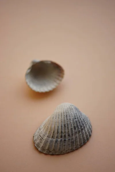 Two Grey Seashells Pale Brown Table Art Card — Stock Photo, Image