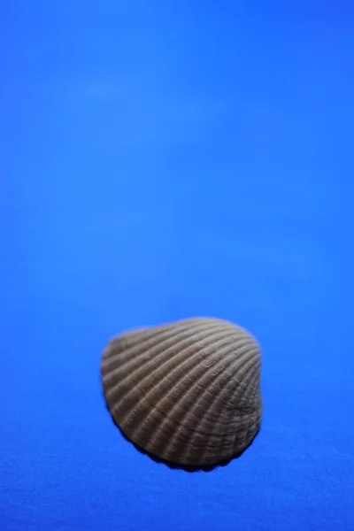 Cáscara Mar Gris Sobre Una Vívida Mesa Azul Ultramar — Foto de Stock