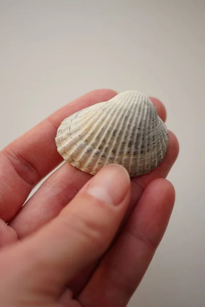 Grijze Schelp Vrouwelijke Hand Een Grijze Achtergrond — Stockfoto