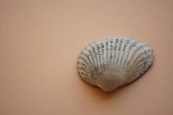 Cáscara Mar Gris Sobre Una Mesa Marrón Pastel Copiar Espacio —  Fotos de Stock