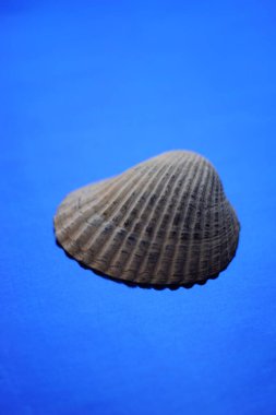 Canlı mavi bir masada gri deniz kabuğu. Sanat kartı.