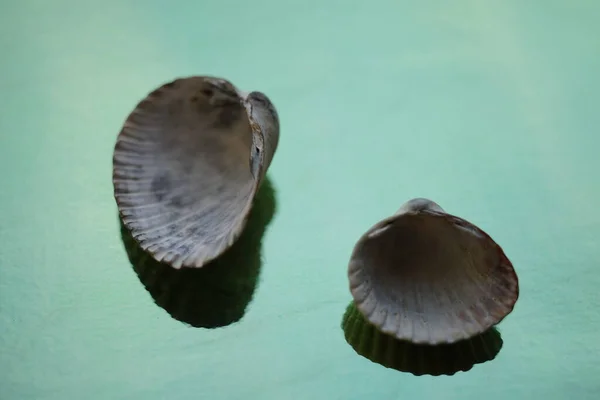 Dos Conchas Blancas Grises Sobre Una Mesa Verde —  Fotos de Stock