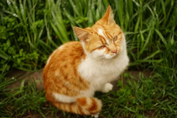Portrait Ginger White Cat Green Grass Spring Day — ストック写真