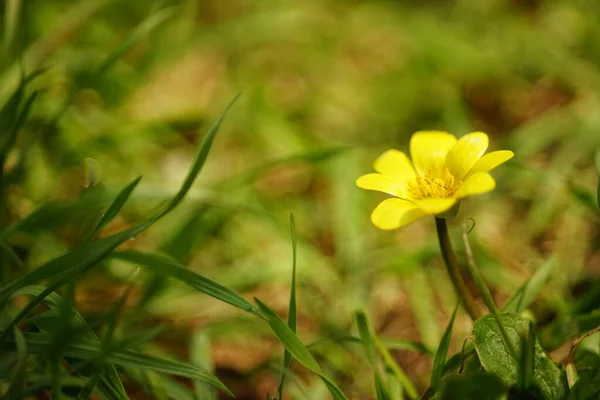 Pequeña Flor Amarilla Crece Jardín Primavera Entre Hierba Verde —  Fotos de Stock