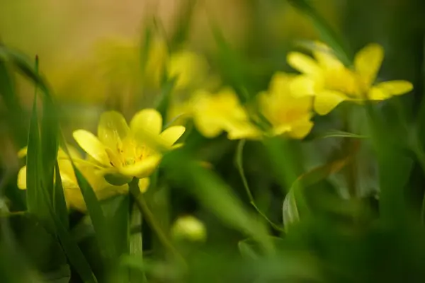 Jolies Petites Fleurs Jaunes Poussent Dans Jardin Printanier Vert Vue — Photo