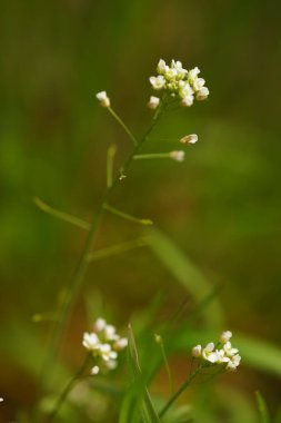 Yaban beyaz çiçekler yeşil çimlerin arasında yetişir..