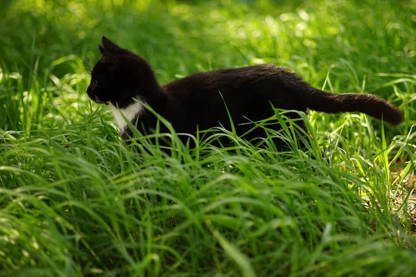 Caminhada Gato Branco Preto Grama Verde Dia Primavera — Fotografia de Stock