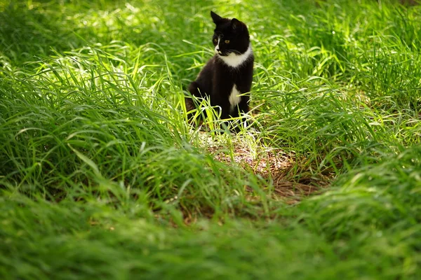 Gato Branco Preto Descansa Grama Verde Dia Primavera — Fotografia de Stock