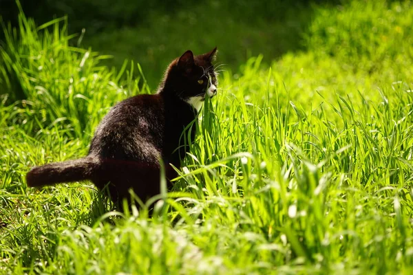 Camminata Del Gatto Bianco Nero Nell Erba Verde Soleggiata Giorno — Foto Stock