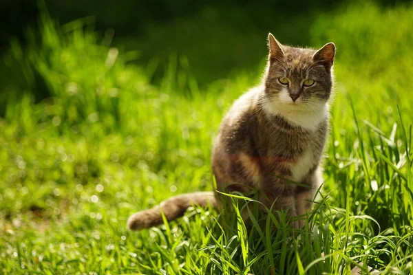 Tortoiseshell Pregnant Cat Sits Sunny Spring Garden — ストック写真