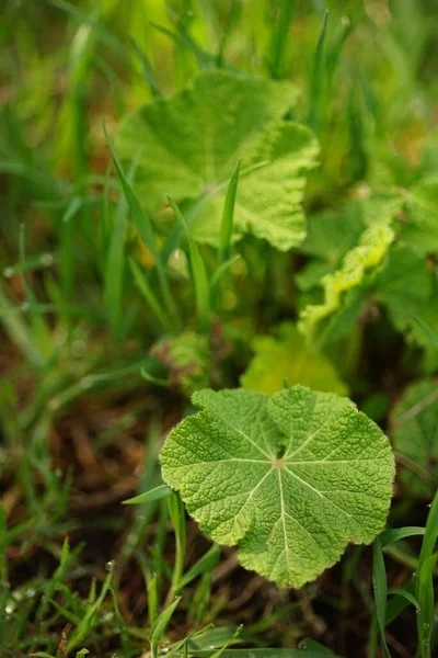 Planta Bardana Joven Creciendo Jardín Primavera — Foto de Stock