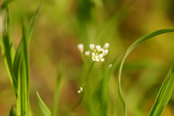 Wild White Flowers Spring Green Grass — Stock Photo, Image