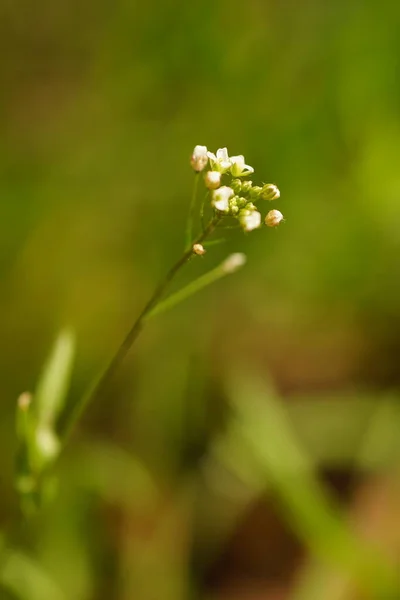 Kraut Mit Weißen Blüten Wächst Frühlingshaften Grünen Gras — Stockfoto