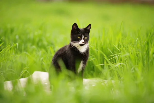 春の日に鮮やかな緑の草の中に黒い白い猫の残り — ストック写真