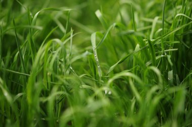 Yağmur damlalarında yeşil çimenler olan doğal çiçek arkaplanı. Bahar bahçesi.