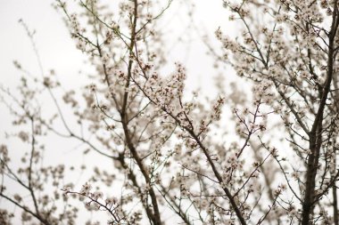 Beyaz gökyüzü arka planında beyaz çiçekli çiçek açan badem ağacı.