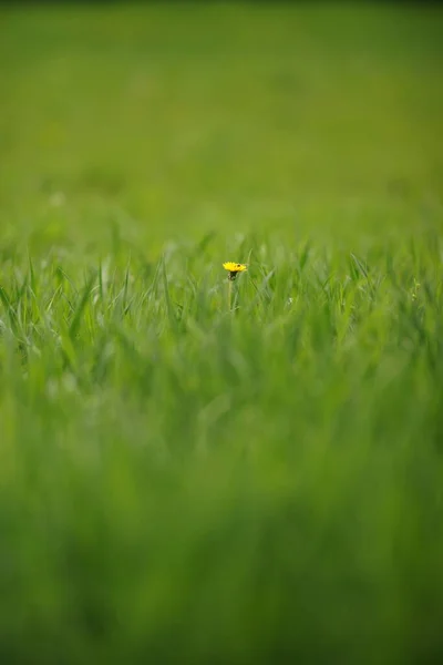 Bloemen Achtergrond Met Levendig Groen Gras Een Gele Paardebloem — Stockfoto