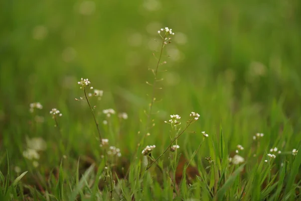 Cute Dzikie Białe Kwiaty Rośnie Wśród Wiosennej Zielonej Trawy — Zdjęcie stockowe