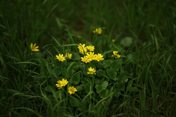 Adoráveis Pequenas Flores Amarelas Cresce Jardim Escuro Primavera — Fotografia de Stock