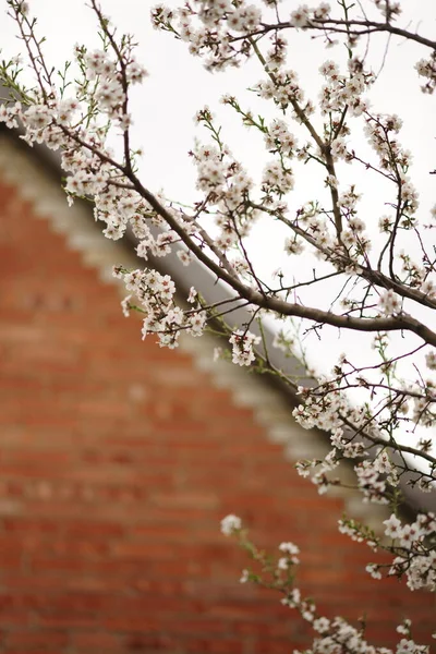 Beyaz Çiçekli Badem Ağacı Dalları Çatısı Beyaz Gökyüzü Arkaplanı — Stok fotoğraf
