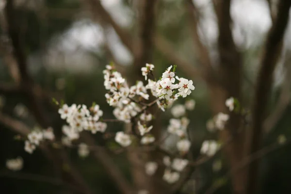Цвітіння Мигдалевого Дерева Білими Квітами Навесні — стокове фото