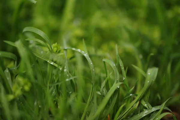 Yağmur Damlalarında Yeşil Çimenler Olan Doğal Çiçek Arkaplanı — Stok fotoğraf