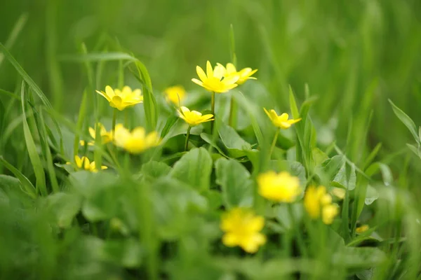 Jolies Petites Fleurs Jaunes Poussent Dans Jardin Vert Ensoleillé — Photo