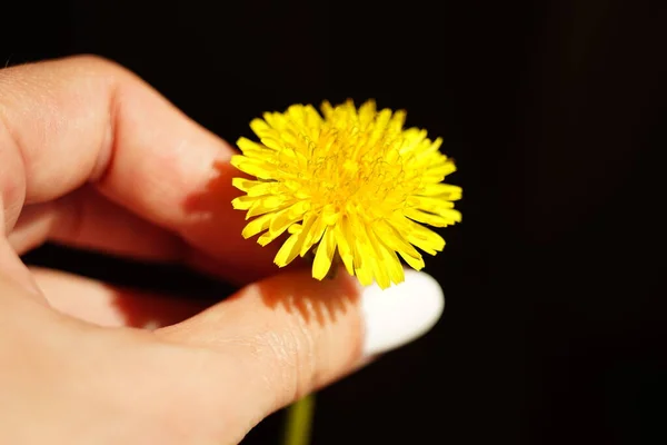 Gelbe Löwenzahnblume Weiblicher Hand Auf Schwarzem Hintergrund — Stockfoto
