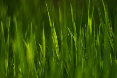 İlkbaharda doğal çiçek arka planı canlı yeşil çimenler.