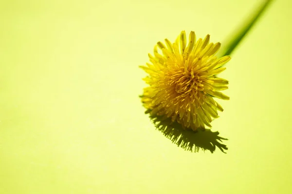 Floare Păpădie Galbenă Masa Verde Însorită — Fotografie, imagine de stoc