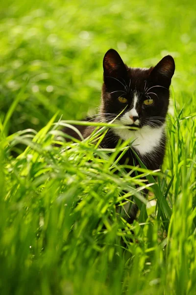 春の庭の明るい緑の芝生に黒い猫が座っています — ストック写真