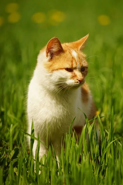 Τζίντζερ Λευκό Γάτα Υπόλοιπο Ζωντανό Πράσινο Γρασίδι Μια Ανοιξιάτικη Μέρα — Φωτογραφία Αρχείου