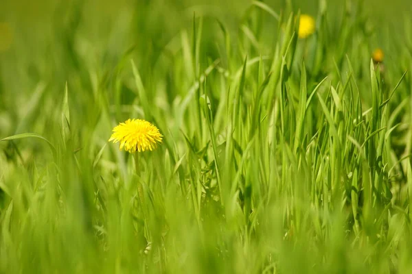 春に鮮やかな緑色の草と黄色のタンポポの花 — ストック写真