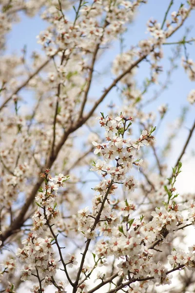 Квітуче Мигдалеве Дерево Білими Квітами Блідо Блакитному Фоні Неба — стокове фото