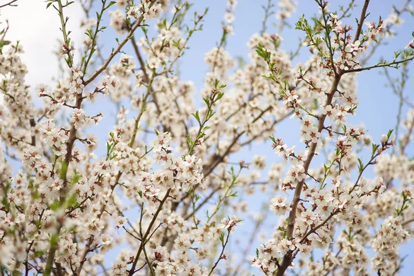 Blooming Almond Tree White Flowers Pale Blue Sky Background — Foto de Stock