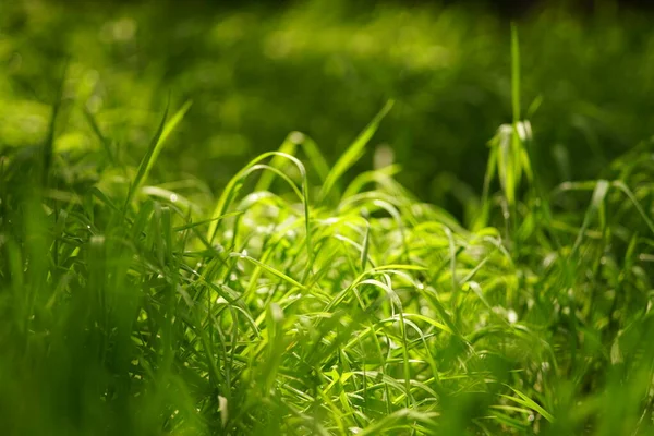 Lkbaharda Uzun Güneşli Yeşil Çimenleri Olan Doğal Çiçek Arkaplanı — Stok fotoğraf
