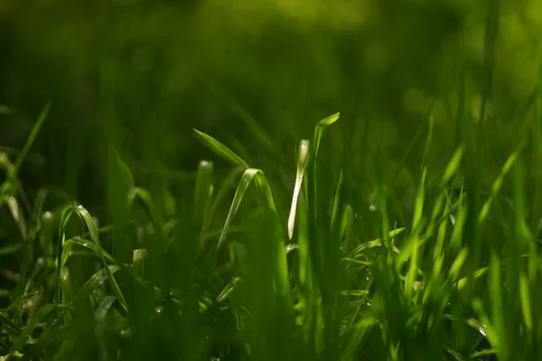 Natural Floral Background Spring Garden Vivid Green Grass — Foto de Stock