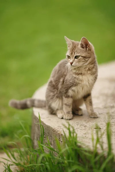 在春天的花园里 地狱的猫 坐在绿草间的台阶上 — 图库照片