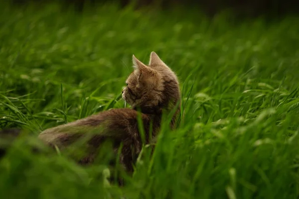 春の日に鮮やかな緑の芝生の中で灰色の子猫狩り — ストック写真