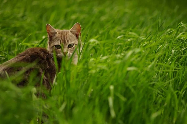 春の日に鮮やかな緑の芝生の中で灰色の猫狩り — ストック写真
