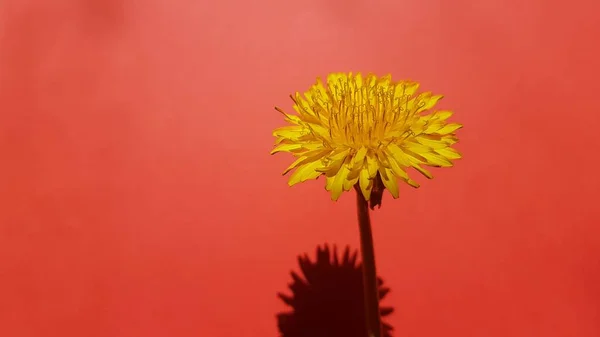 鮮やかな赤の背景に黄色のタンポポの花 — ストック写真