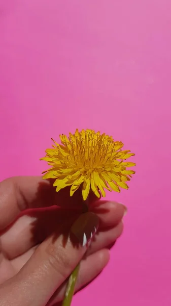 Ręka Żółtym Kwiatem Mniszka Lekarskiego Jasnoróżowym Tle — Zdjęcie stockowe