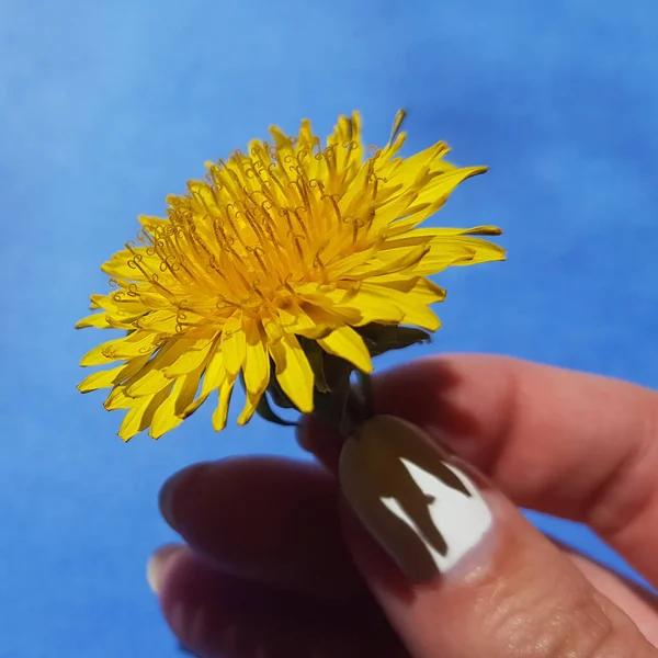 Ręka Żółtym Kwiatem Mniszka Lekarskiego Słonecznym Niebieskim Tle — Zdjęcie stockowe
