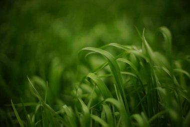 İlkbaharda canlı yeşil çimlerle sanat doğal çiçek arkaplanı.