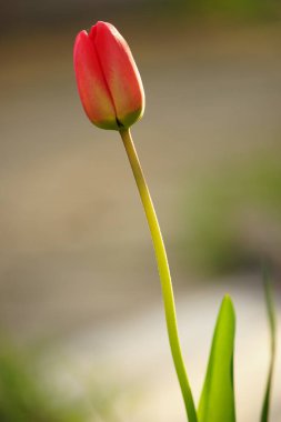 Güzel kırmızı lale çiçeği bahar bahçesinde yetişir..