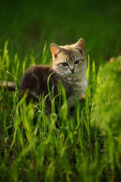 Lovely Tortoiseshell Young Cat Sits Tall Green Grass Spring Garden — ストック写真