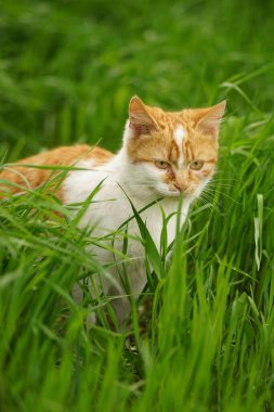 Kızıl beyaz kedi canlı yeşil çimlerde yürür ilkbahar günü.