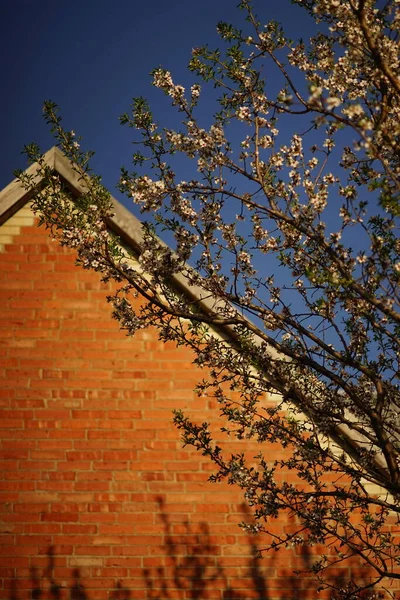 Blooming Almond Tree White Flowers Brick House Sun Light — 스톡 사진