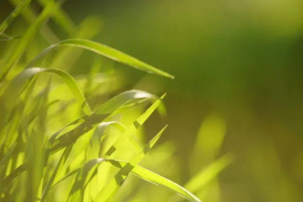 Floral Background Vivid Green Grass Sunny Spring Garden — Foto de Stock
